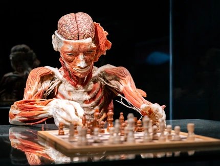 KÖRPERWELTEN Museum Berlin KÖRPERWELTEN Museum Berlin