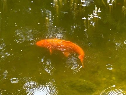 Goldkarpfen im Teich Goldkarpfen im Teich