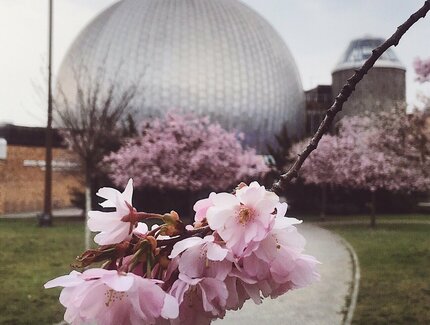 Kirschblüten vor dem Planetarium Prenzlauer Allee