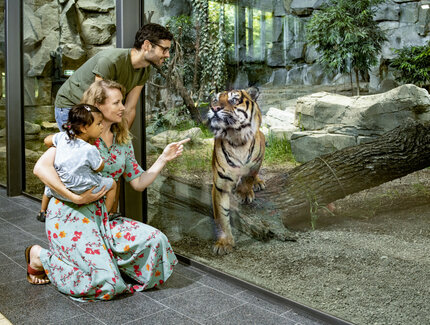 Sumatran tiger in the rainforest house Tierpark Berlin