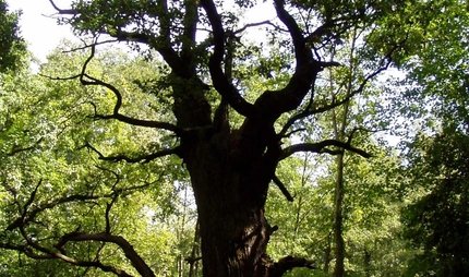 Baum "Dicke Marie" Die Dicke Marie