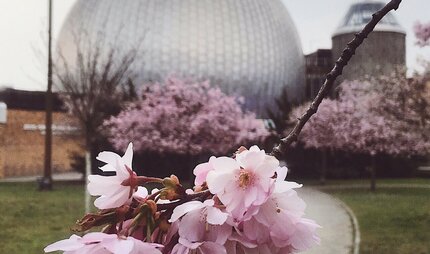 Kirschblüten vor dem Planetarium Prenzlauer Allee