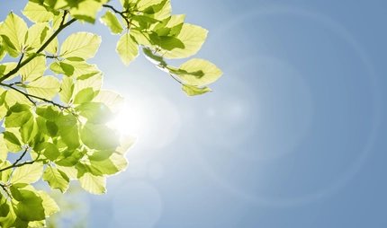 Frühlingsblätter vor blauem Himmel Frühlingsblätter vor blauem Himmel