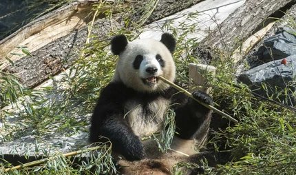 Panda Meng Meng Panda bear Zoo Berlin