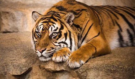 Tierpark Berlin - Sumatratiger Tierpark Berlino Tigre di Sumatra